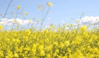 花开中国春和景明