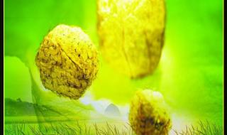 金色的草地教学设计 金色的草地教学设计